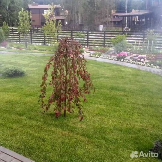 Рулонный газон, газон посевной