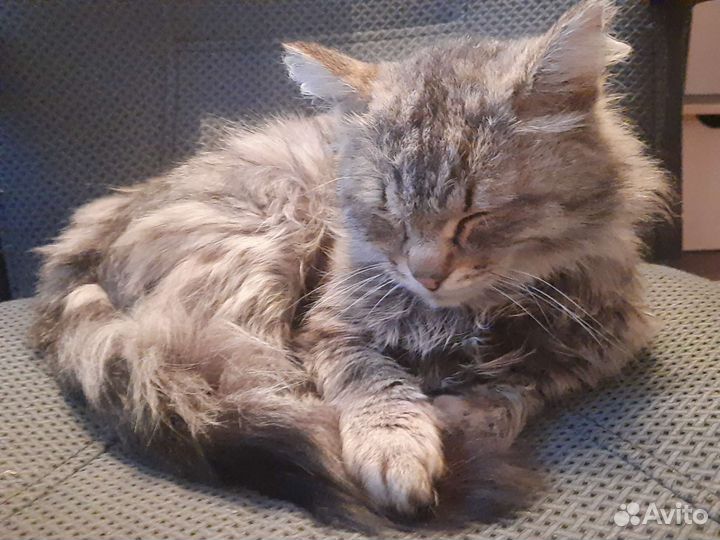 Котики и кошечки в добрые руки