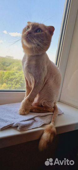 Стрижка / Экспресс-линька кошек с выездом