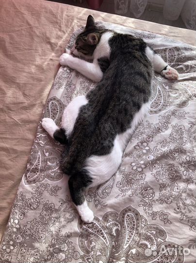 Котик