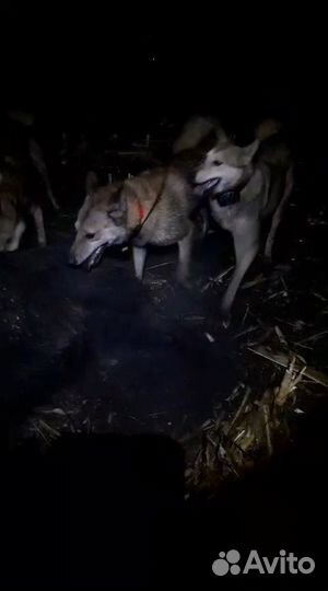 Щенки западно сибирской лайки