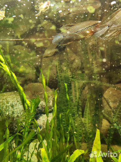 Аквариумные рыбки