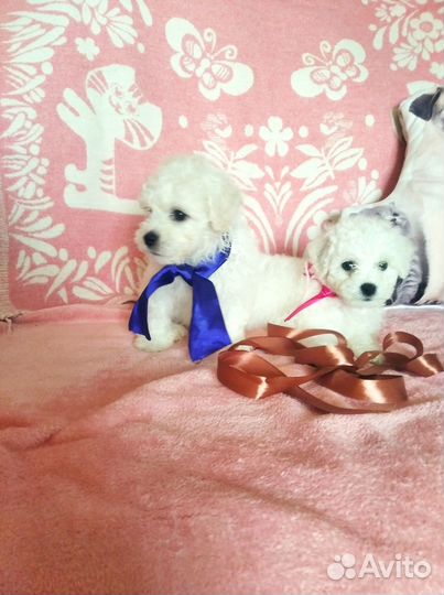 Продам щенков Бишон фризе