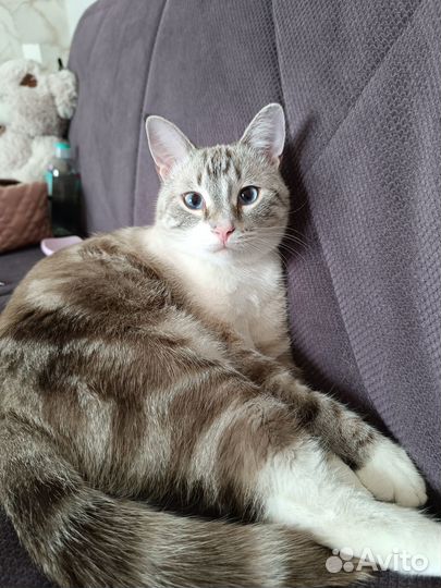 Потерялся кот