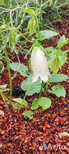 Скорлупа кедрового ореха