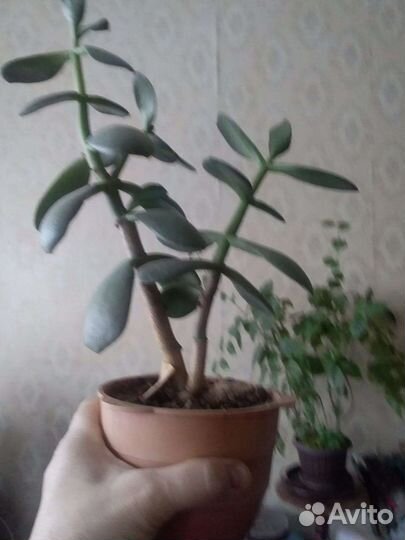 Денежное дерево