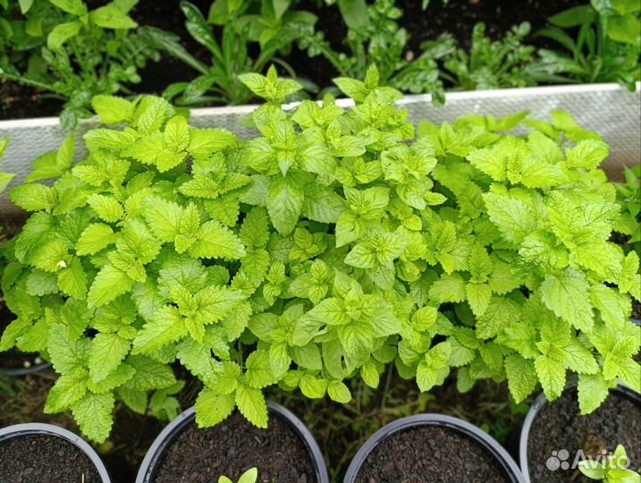 Мята в горшке, мелисса в горшке 5 л