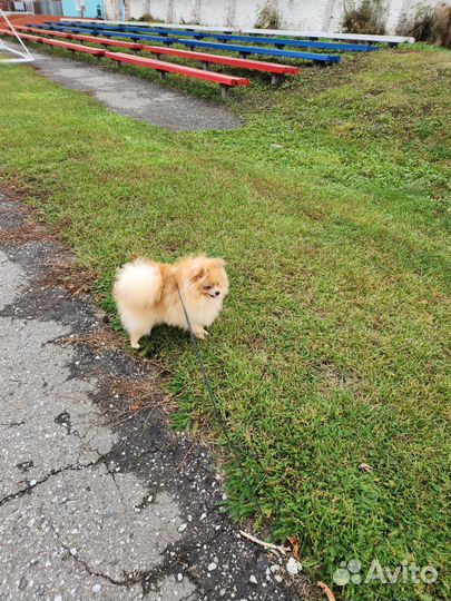 Продам шпица