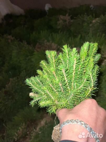 Сеянцы ели европейской зкс от производителя