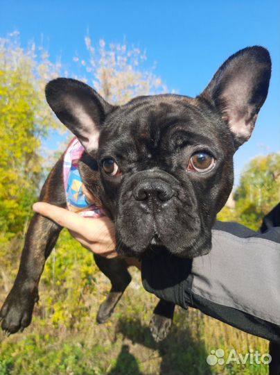Французский бульдог девочка