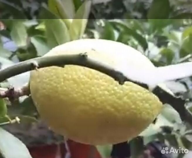Лимон Лемокс