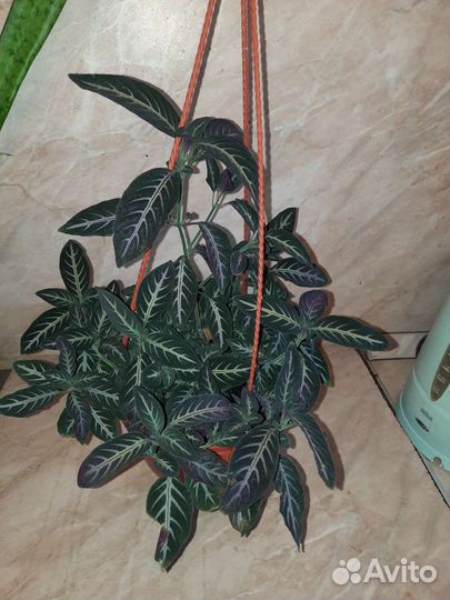 Ампельные растения. Акалифа, Традесканция и др