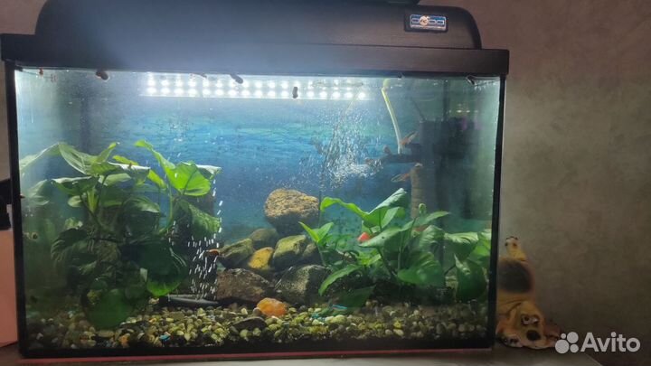 Аквариум