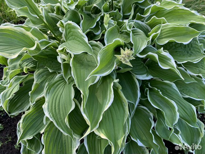 Хосты, каменные розы, седумы, камнеломки