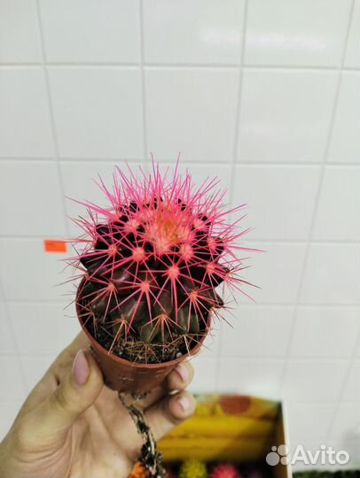 Кактус крашенный