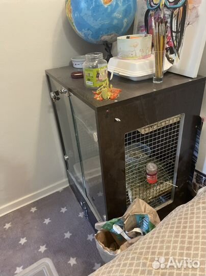 2 красотки шиншиллы с клеткой(витриной)