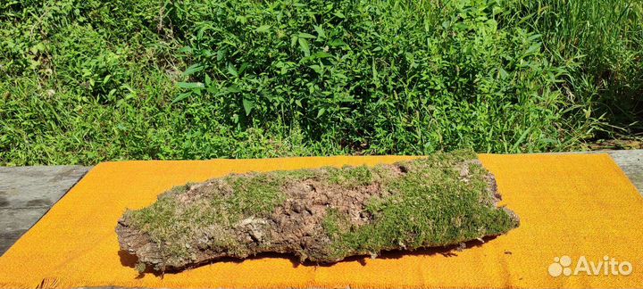 Кора пробкового дуба