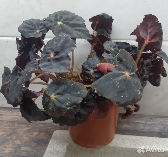 Бегония декоративно лиственная