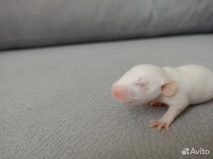 Декоративная крыса