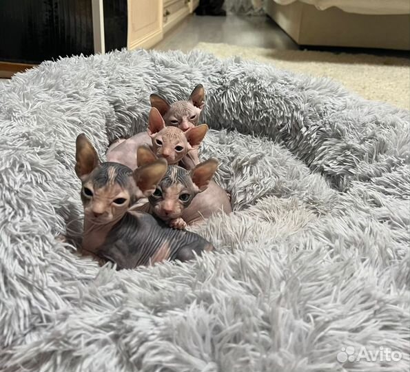 Канадский сфинкс котята