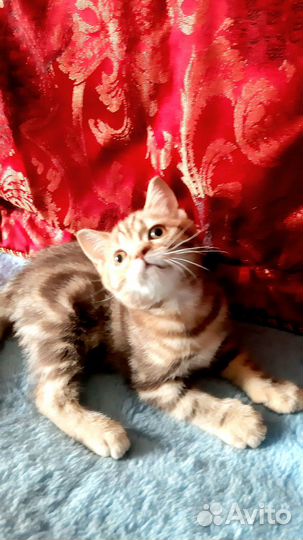Шотландский котик