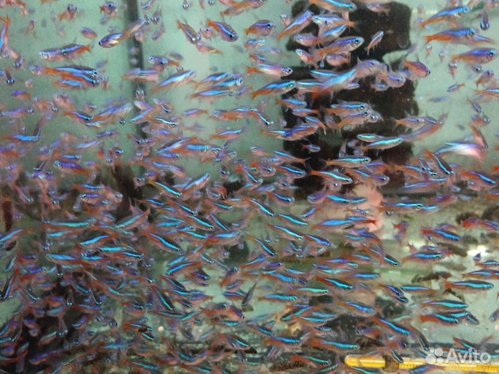 Неон голубой