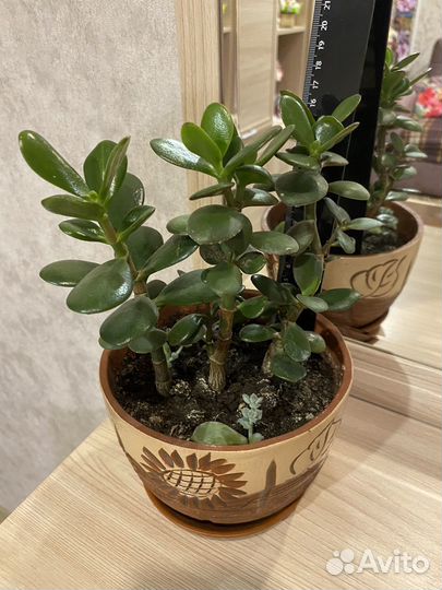 Толстянка. Денежное дерево