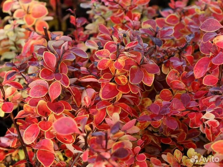 Барбарис Коралл- Coral