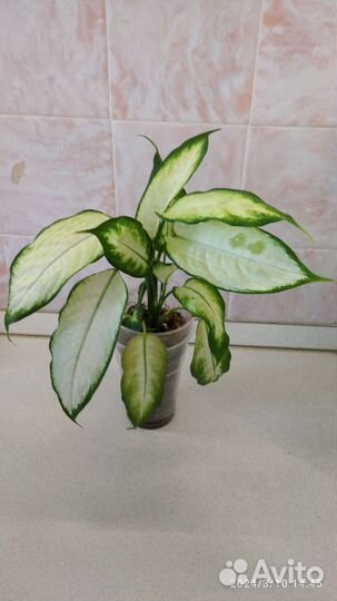 Диффенбахия камилла