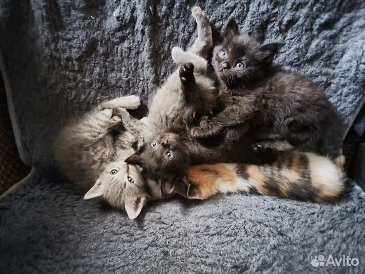 Отдам в добрые руки