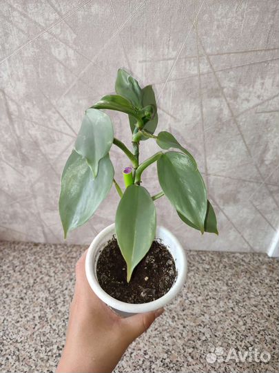 Филодендрон сильвер