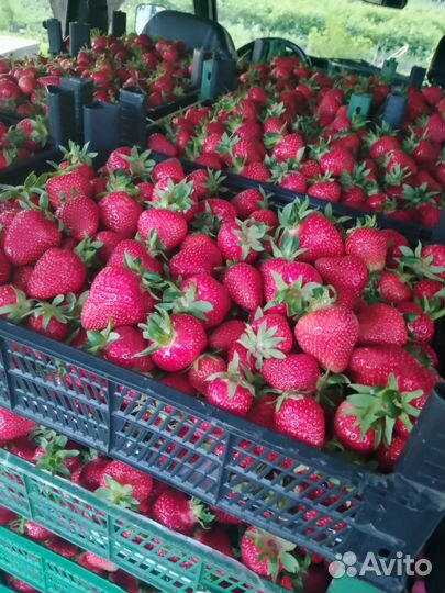 Рассада клубники ремонтантный сорт murano