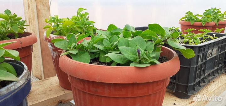 Растения для сада