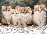 Пушистые британские котята в золотом окрасе