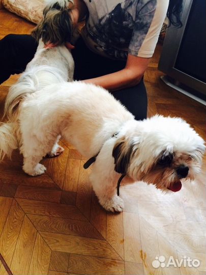 Инструктор по вязке ветеринар