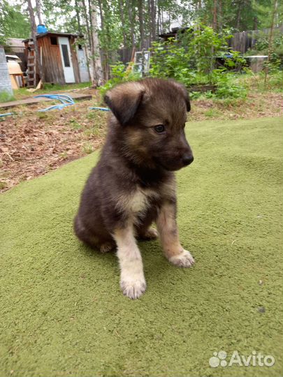 Щенок-мальчик Зевс в добрые руки бесплатно