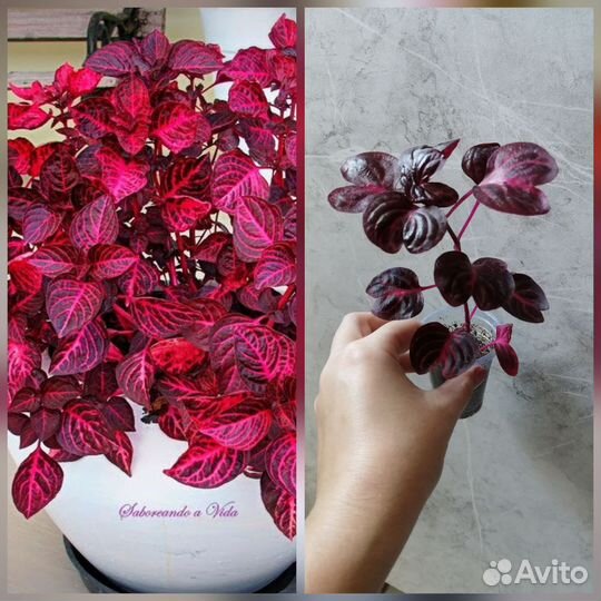 Филодендрон,алоказия