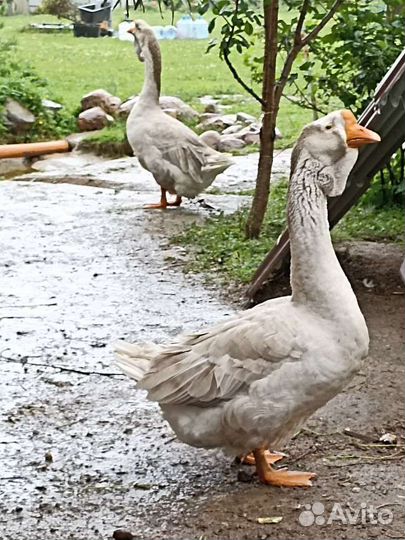 Гуси сизые холмогоры пара