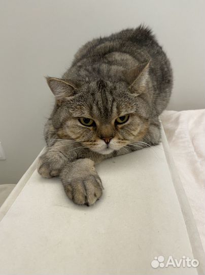 Отдается в добрые руки кот шотландец