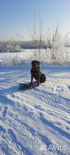 Вязка ротвейлера