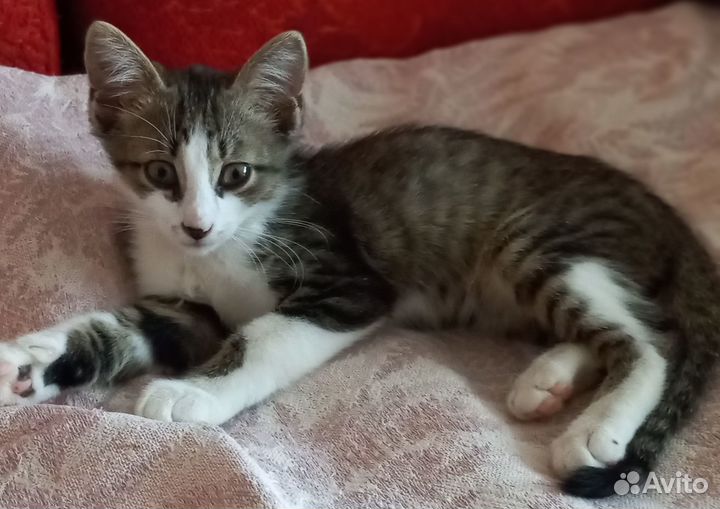 Ласковый котенок в добрые руки