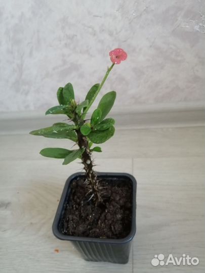 Комнатные цветы. Сансевиерия