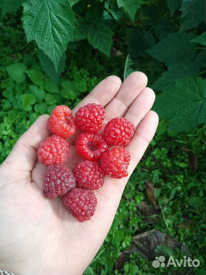 Саженцы малины