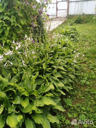 Многолетние садовые цветы