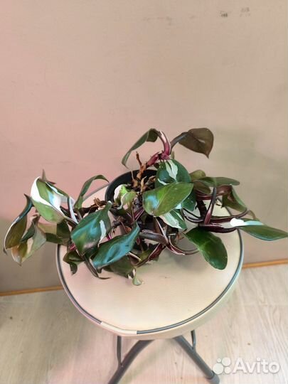 Филодендрон Белая принцесса