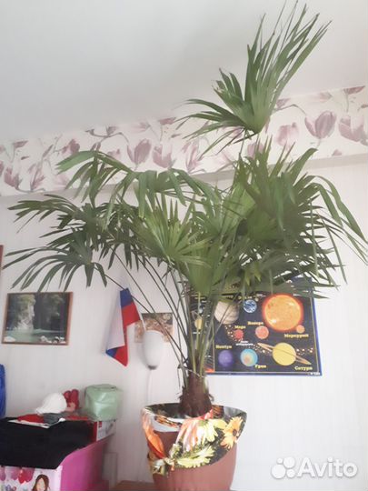 Комнатные цветы пальма