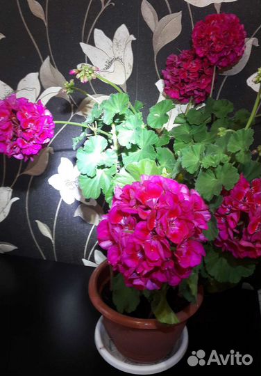 Герань пеларгония