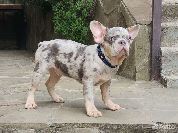 Лиловый мальчик