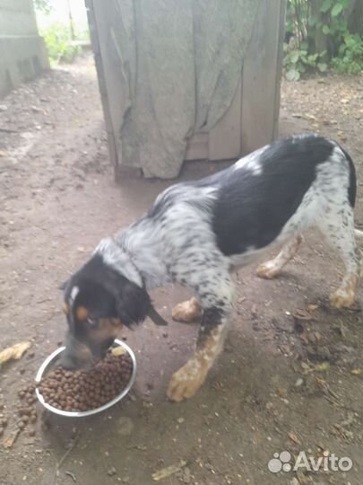 Домашние животные собаки щенки