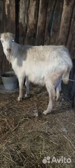 Козел ламанча